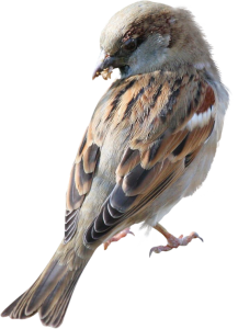 Sparrow PNG-20124